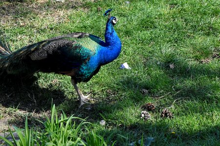 Bird peacock nature