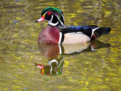 Wood duck swimming photo