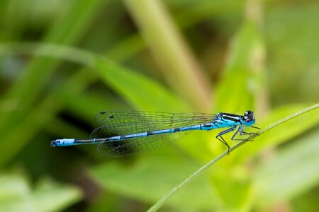 Animal arthropod beautiful image photo