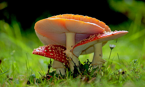Amanita muscaria