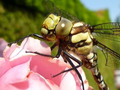 Insect macro macro photography