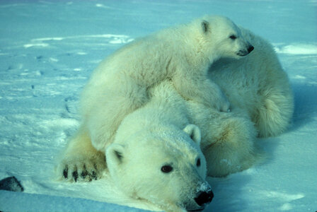 Polar bear with cub photo