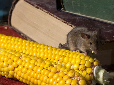 Mice corn on the cob wild