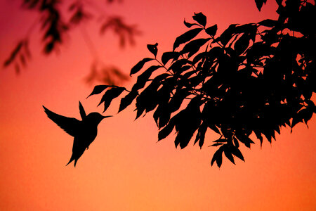 Hummingbird at Sunset photo