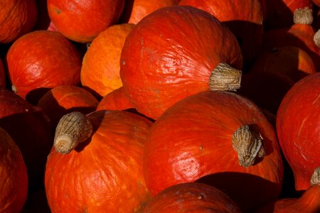 Cucurbitaceae orange large