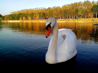 Beautiful Photo mute swan white photo