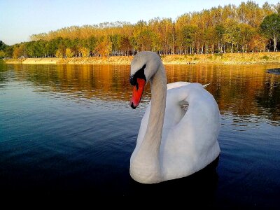 Beautiful Photo mute swan white