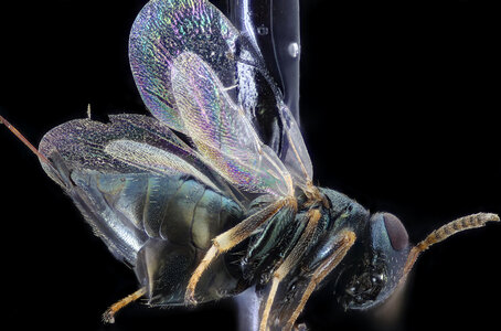 small wasp head