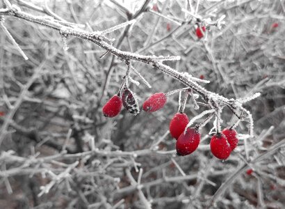 Beautiful Photo berries berry photo