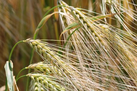 Agriculture barley cereal