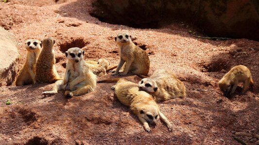 Cute group picture fur photo