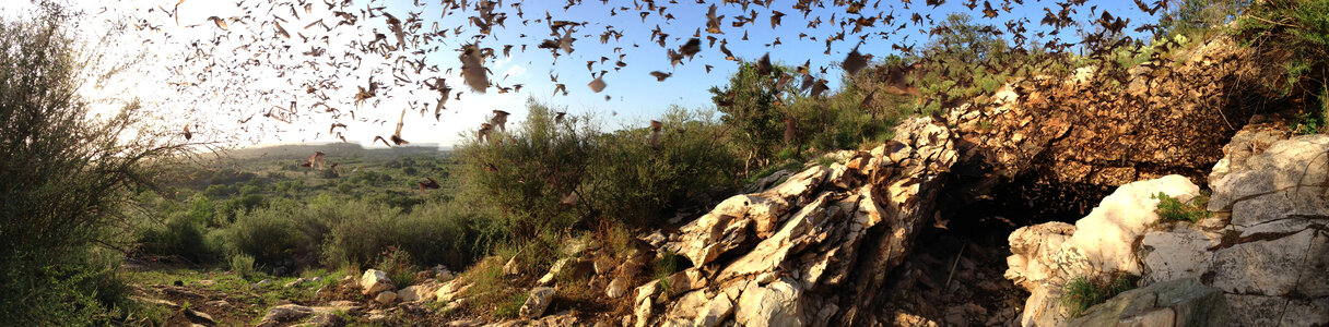 Bats emerging from Davis Cave-3 photo