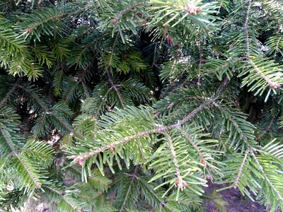 Branch conifer conifers