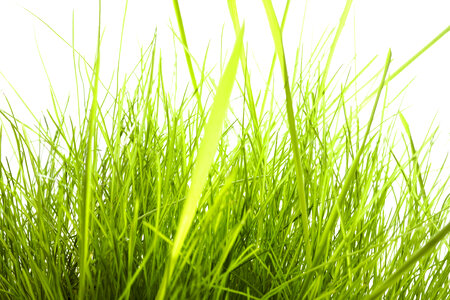 Grass photo