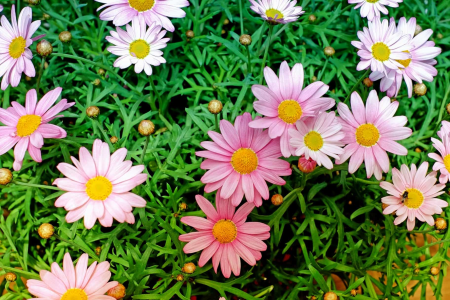 Beautiful Flowers bloom blooming