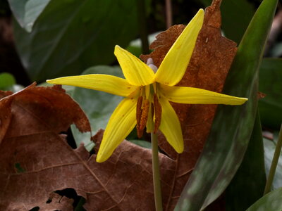 Blossom haulm lily photo