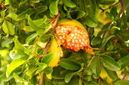 A ripe pomegranate on a tree - Punica granatum photo