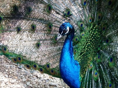 Animal blue iridescent photo
