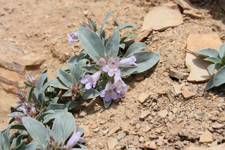 Parachute beardtongue flowers photo