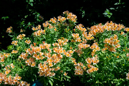 Orange Flowers at the Botanical Gardens