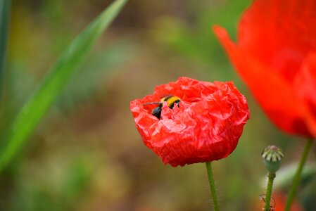 Nature flower bloom
