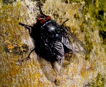 Bug domestic macro