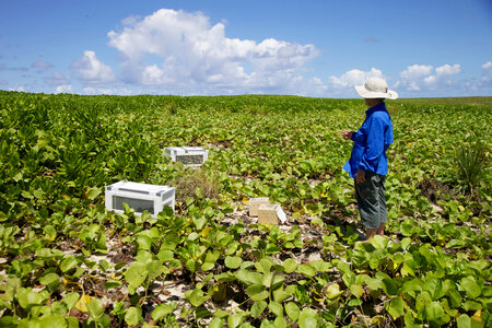 Nihoa Millerbird Translocation-1
