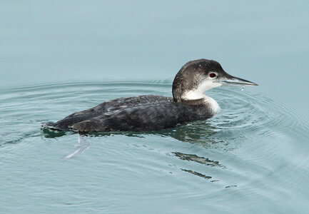 Common Loon-2