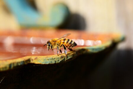 Buckfast insect honey bee