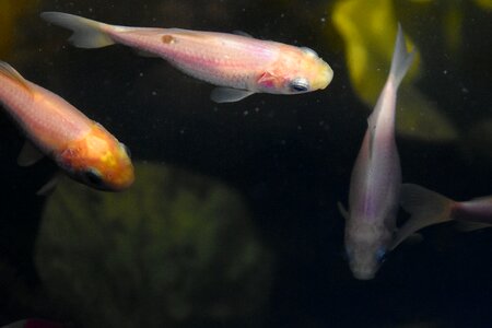 Goldfish water fish