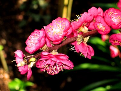 Blossom cherry blossom japanese flowering cherry photo