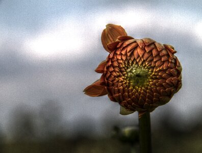 Outside stem bloom