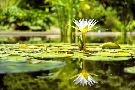 Aquatic beautiful beautiful flowers photo