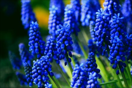 Bloom flower blue photo