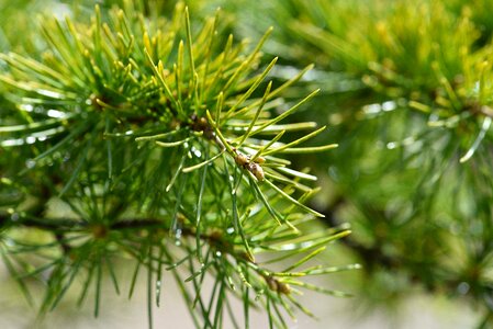 Branch conifer conifers