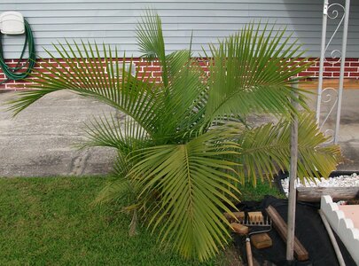 Little palmetto 