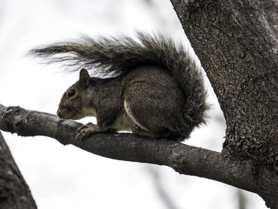 Squirrel Sitting on Tree Branch photo
