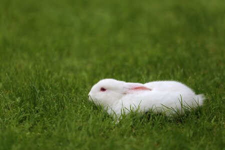Domestic white rabbit