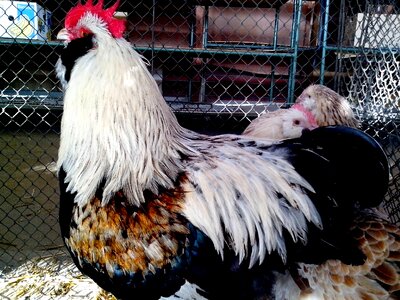 Bantam chicken colorful