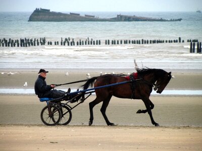 Horse horse training horses