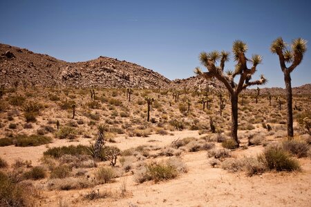 Area bush cactus photo