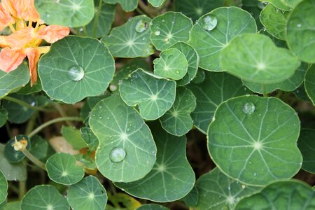 Plant lotus leaf dew