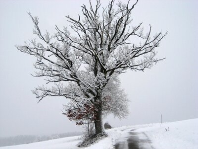 Snow wintry tree photo