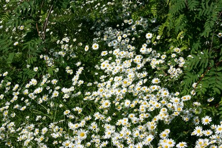 White green leaves