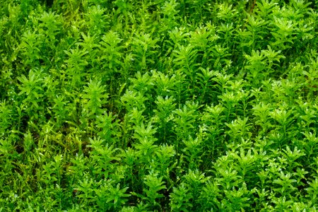 Detail flora forest