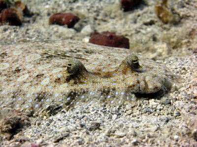 Flounder Face photo