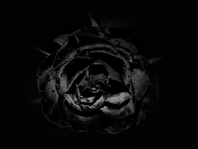 Rose flower black photo