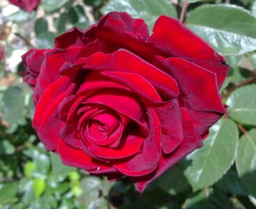 Nature romantic roses