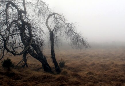 Plant meadow mood photo