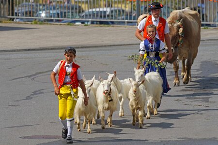 Beautiful cattle celebration photo